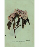 Vintage 1922 Print Mountain Laurel Mayflower 2 Side Flowers You Should Know - €17,12 EUR