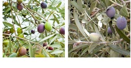 live plant - Olive Tree - &#39;Mission&#39; - Olea Europaea - Gardening - £30.36 GBP