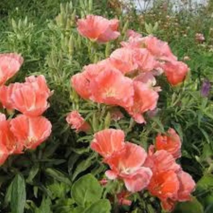 100 Seeds Godetia Orange Glory Grandiflora Flower - $9.82