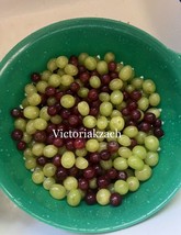 LWSTORE 20 Seeds Xl Giant Red &amp; Green Table Desert Globe Grape Vitis Vinifera Fr - £6.77 GBP