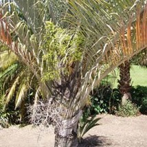 Triangle Palm Seeds Neodypsis Decaryi Of 2 Seeds New Fresh US Shipping - $4.80