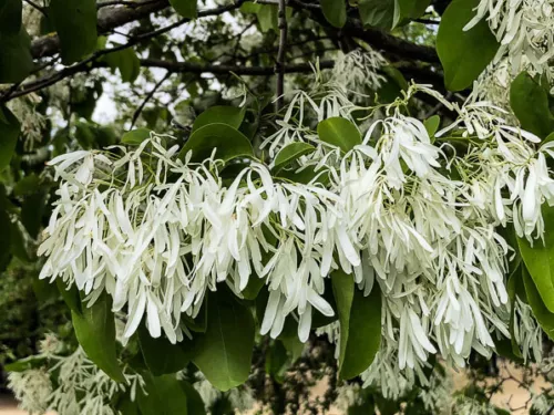 Chionanthus Retusus 10 Seeds Flowering Chinese Fringe Tree Ornamental Gardening  - £7.56 GBP