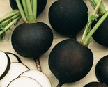 100 Seeds Black Spanish Round Radish Seeds Heirloom Organic Non Gmo Fres... - $8.99