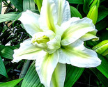 Roselily Aisha 3 Double Lily Bulbs White Green Butterfly Garden s Heirlo... - $47.23