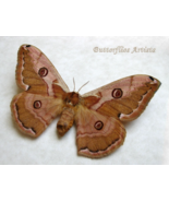 Caligula Boisduvali Female Siberian Saturn Real Moth Framed Entomology S... - €98,65 EUR