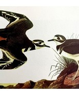 Killdeer Bird 1950 Lithograph Art Print Audubon Bird First Edition DWU14B - $558.99 MXN