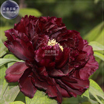 Blackish Coffee Peony Tree Flower 5 Seeds Strong Fragrant Big Blooms Gar... - $8.49