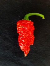 30 Authentic Death Spiral Pepper Seeds Fruity Hot Heirloom No Pesticides Used - £4.42 GBP