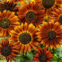 Earthwalker Sunflower Seeds Helianthus Annuus 500 Seeds Fresh USA Fast Shipping  - $18.99