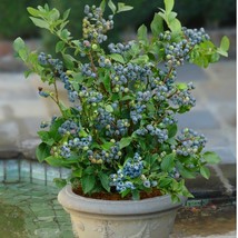 Sunshine Blue &quot;Semi-Dwarf&quot; Blueberry - Live Plant - Trade Gallon Pot - £57.56 GBP