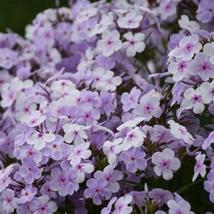100+ Opening Act Pink-a-Dot Phlox Seeds – Early Blooming Perennials - $16.50