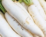 Daikon Radish Seeds 200 Japanese White Radish Garden Vegetable Fast Ship... - $8.99