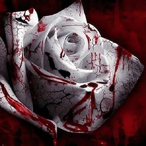 50PCS White Blood Rose Plant Flower Seeds Fragrant Garden Flower Perennial - $4.70