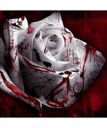 50PCS White Blood Rose Plant Flower Seeds Fragrant Garden Flower Perennial - $87.53 MXN