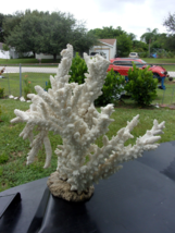 Natural White Branch Sea Coral -Reef- Aquarium - Large Ocean Specimen Be... - $3,256.27 MXN