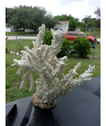 Natural White Branch Sea Coral -Reef- Aquarium - Large Ocean Specimen Be... - $247.40 CAD