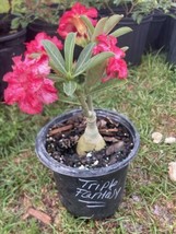 Adenium Obesum Desert Rose Grafted Plant Triple Fantasy - £27.69 GBP