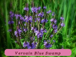335 Seeds Easy Grow Vervain Blue Flower Perennial Swamp Vervain - $37.61 MXN
