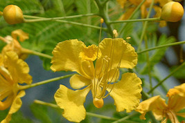 FREE SHIPPING Caesalpinia pulcherrima Yellow 10 Seeds - £14.36 GBP