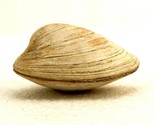 Surf Clam Sea Shell, Top And Bottom Halves, Shelf or Aquarium Decor, SHL-04 - $19.55