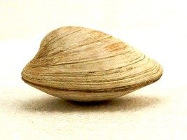 Surf Clam Sea Shell, Top And Bottom Halves, Shelf or Aquarium Decor, SHL-04 - £15.39 GBP