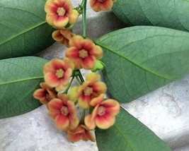 Grow In US 20_Seeds Sauropus androgynus Sweet Leaf Sweetleaf Bush Katuk - £19.15 GBP