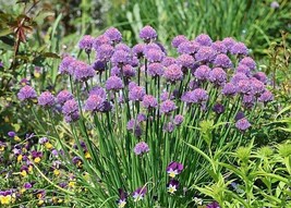 Allium Schoenoprasum Chives  100 Seeds - $7.99