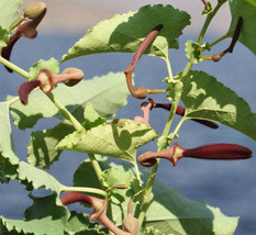 Jstore USA Aristolochia bracteolata 50 Fresh Seeds - $14.09