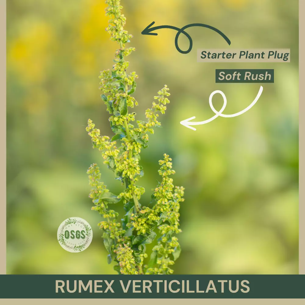 Starter Plant Plug Rumex verticillatus Swamp Dock Native Herb Aquatic - £15.47 GBP