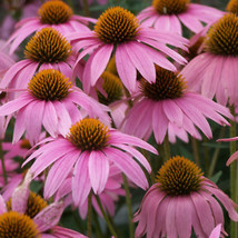 Purple Coneflower Seeds | 200 Seeds | Non-GMO | FROM US | 1259 - £1.74 GBP