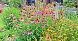 USA Store 1900 Seeds Native Perennial Wildflower Mix Seeds 17 Varieties Pollinat - £6.54 GBP