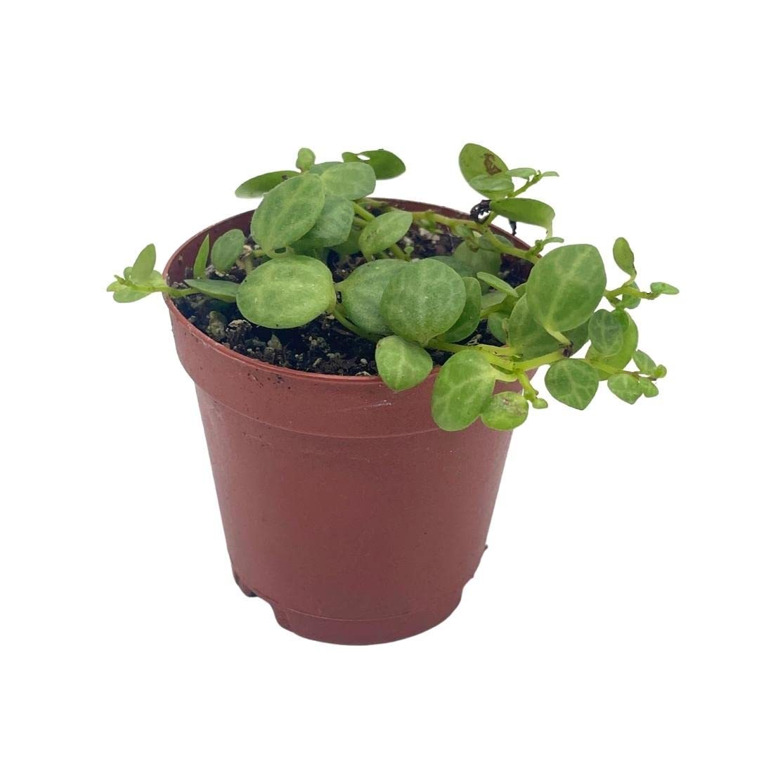 Vining Turtle String of Turtles Peperomia Prostrata, Vining Plant, Live Tiny Mini ...