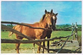 Postcard Animal Two Horses By Fence - £2.36 GBP