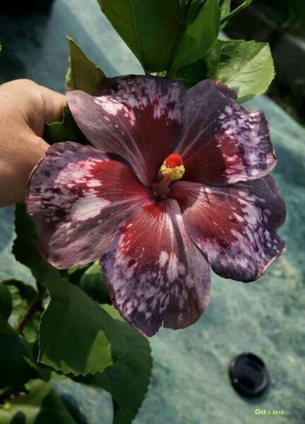 Best 25 Seeds Black Brown Hibiscus Flowers Huge Blooms Planting Garden