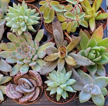 Succulent Mystery Box, set of 3 live plants, 2" Assorted Variety Valentines Gift image 3