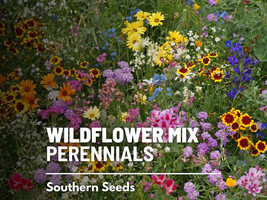 PWO Wildflower Mix  Perennials 16 Species Pollinators Non-Gmo 1000 Seeds - £5.01 GBP