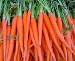 400 Seeds Tendersweet Carrot Seeds Organic Summer Vegetable Garden Patio... - $8.99