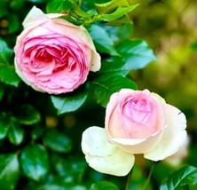 Special Order 1 Eden Climber 1 Zephirine Drouhin Climbing Rose 3-6&quot; Live Plant  - £19.59 GBP