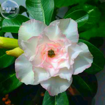 Adenium Whitish Light Water Pink Petals Flower Seed 2 Seeds 6 Layer Dese... - $10.78