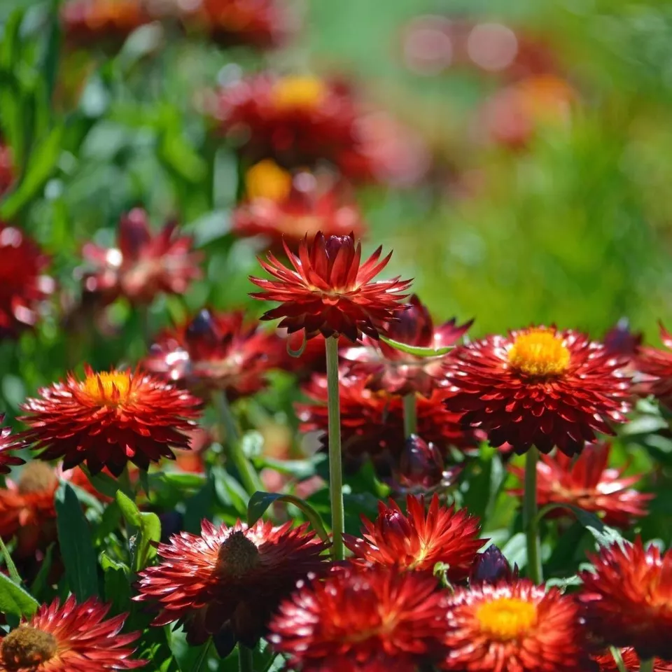 Dendi Store 100 Seeds| Copper Red Strawflower seeds  - £7.08 GBP