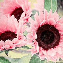Water Pink Sun – High Yield – Flower Seeds High Germation - $57.03 MXN