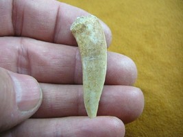 (f510-7) 1-1/8&quot; Enchodus Saber toothed Herring fish tooth Fossil I love ... - $14.01