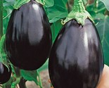 100 Seeds Black Beauty Eggplant Seeds Heirloom Organic Non Gmo Fresh Fas... - $8.99