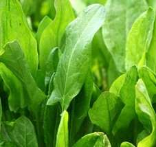 BStore Large Leaf Sorrel Seeds 900 Perennial Rumex Acetosa Leafy Greens - £6.75 GBP