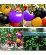 Rainbow Tomato Mix Colour Vegetable Fruit Seeds Rare Purple Pink 100 Seeds - $25.49 CAD