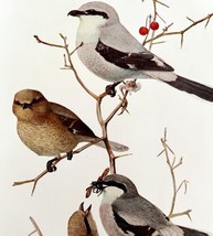 Northern And Migrant Shrikes 1936 Bird Lithograph Color Plate Print DWU12C - $24.99