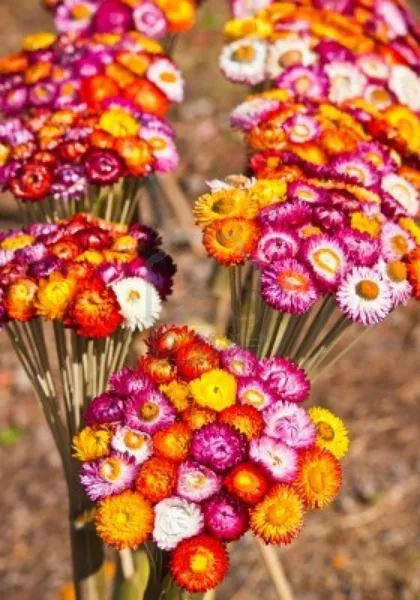 Strawflower Tall Double Mix 3 Ft Tall Decorating - £5.89 GBP