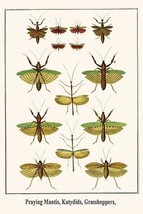 Praying Mantis, Katydids, Grasshoppers, 20 x 30 Poster - £20.58 GBP
