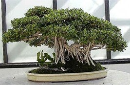 HSE Banyan Bonsai Tree Seeds for Planting - 30 Seeds of Ficus benghalensis - $17.94