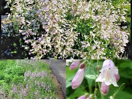 300+HAIRY Beardtongue Native Wildflower Seeds Sun Shade Garden Patio Container - £13.17 GBP